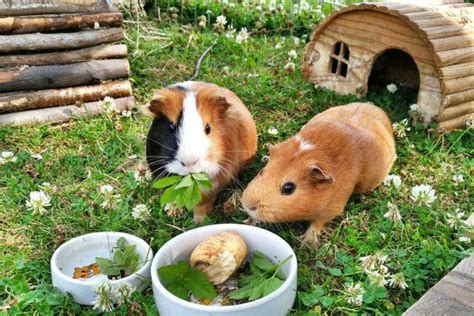 Fresh hay, commercial pellets, and fresh veggies should be the staples of your guinea pig's how much do guinea pigs eat? What Can Guinea Pigs Eat and Not Eat? : Mypetience