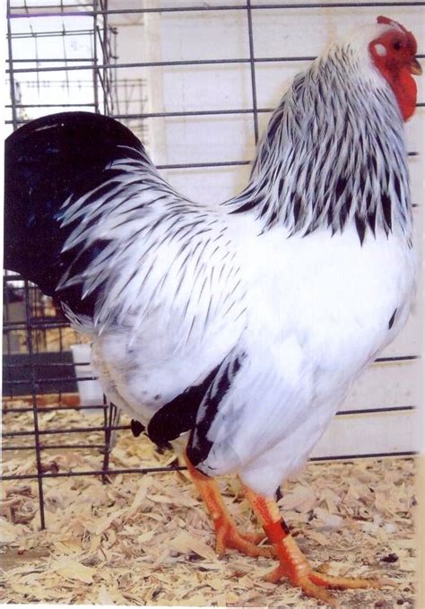 Columbian Wyandotte Baby Chicks For Sale Cackle Hatchery