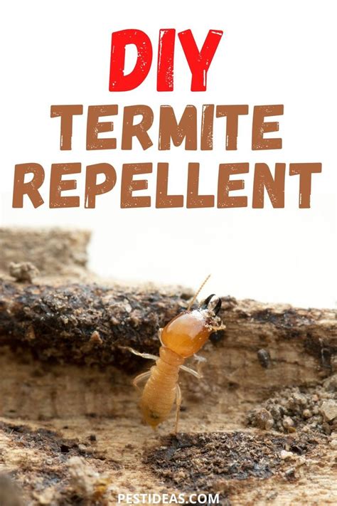 Best of all, this means no trenching around your home. DIY Termite Repellent in 2020 | Termite repellent, Termites, Diy pest control