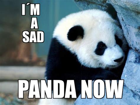 80 Amazing Panda Memes