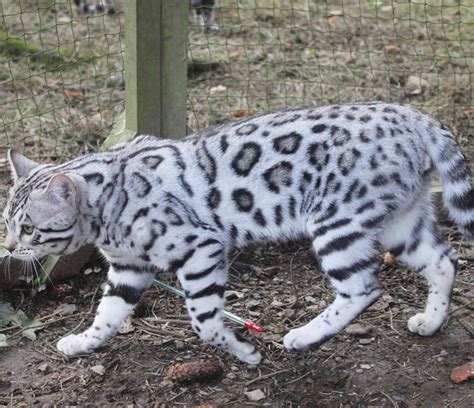 Silverstorm BengalsWe breed cutting edge silver Bengal cats in snow