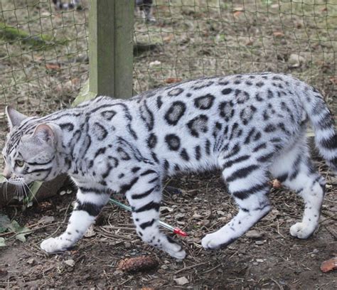 Silverstorm Bengalswe Breed Cutting Edge Silver Bengal Cats In Snow