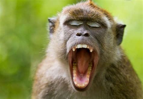 Quit Monkeying Around 10 Cutest Laughing Monkeys