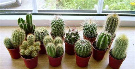 Dónde Ubicar Los Cactus Para Alejar La Energía Negativa