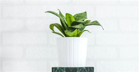 Potted Green Plant Near Wall · Free Stock Photo