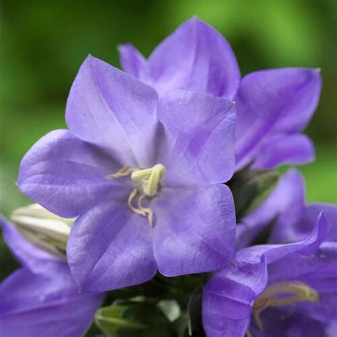 Campanula Persicifolia Takion Blue Blue Flowered Bellflower In 2