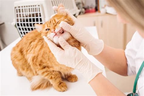Cat Tooth Extractions What To Expect Cordova Vets