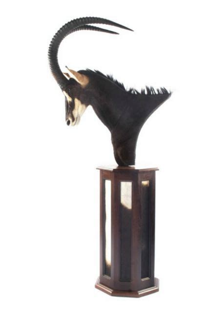 Spirit Of Africa Taxidermy Sable