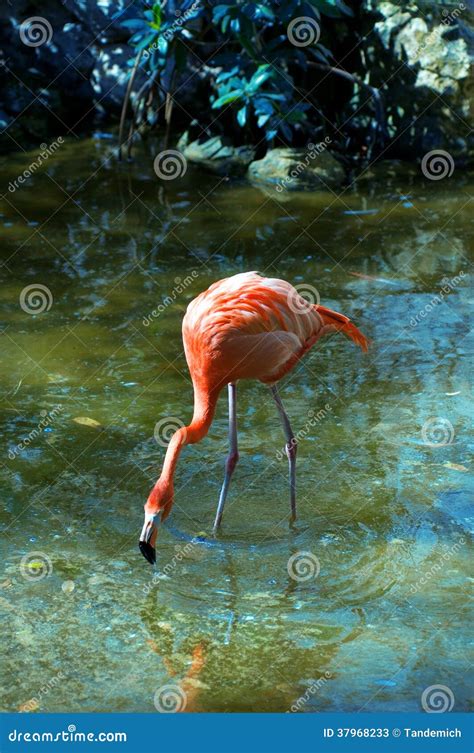 Pink Flamingo Stock Image Image Of Scenery Flamingo 37968233