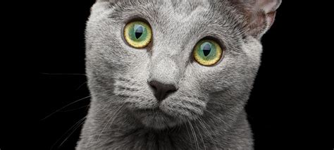 Russian Blue Cat Facts And Personality Traits Hills Pet