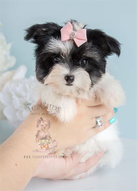 If you are looking for a snuggly pup, then look no further! Designer Breed Maltipoo Puppies For Sale | Teacups ...