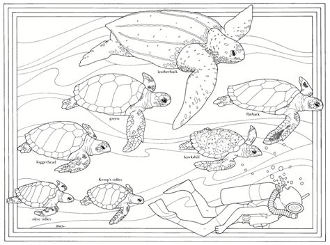 Baby Sea Turtles Coloring Pages Coloring Home