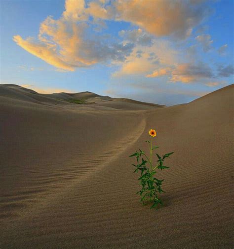 A Flower In The Middle Of The Desert Landscape Beautiful Nature