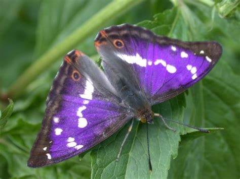 Have You Seen A Purple Emperor Butterfly Spotted At Sheringham Park
