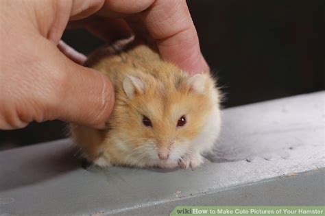 How To Make Cute Pictures Of Your Hamster With Pictures