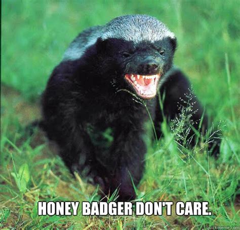 Honey Badger Memes Quickmeme