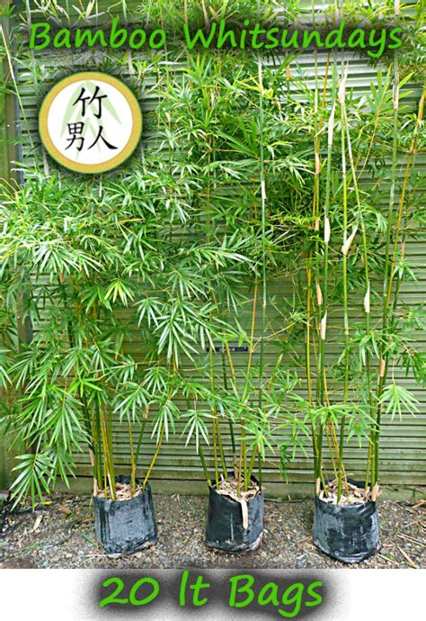 Gracilis Bamboo Stock Photos Bamboo Whitsunday