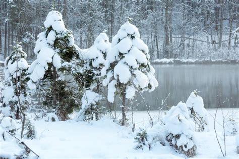 Stream Through Snowy New England Woods Stock Image Image Of River