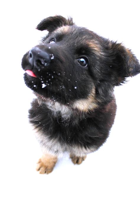 Aija German Shepherd Dog Puppy Playing In The Snow Febru Flickr