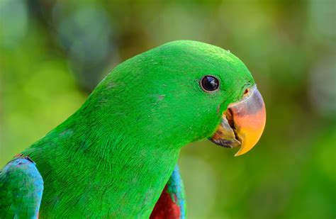 Parrot Bird Beak Wallpapers Hd Desktop And Mobile