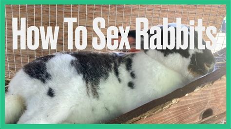 Sexing Rabbits Can Be Tricky Youtube