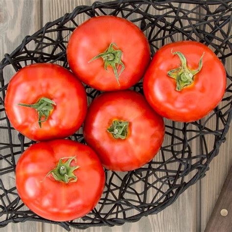 Organic Non Gmo Caiman F1 Tomato