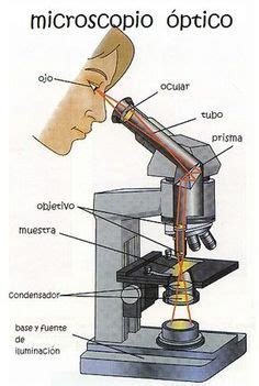 Sistema mecánico del microscopio y sus partes. dibujo de microscopio y sus partes - Buscar con Google ...