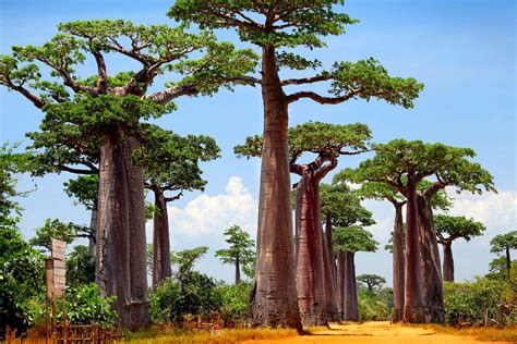 Lallée Des Baobabs Madagascar