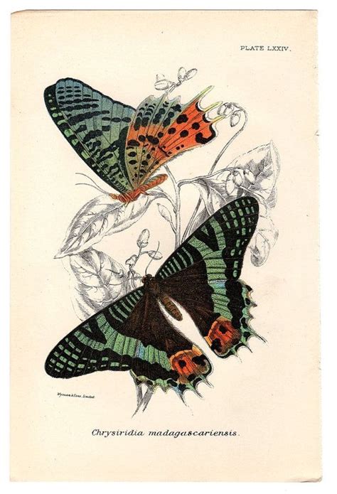 1896 Antique Butterfly Print Natural History Chromolithograph