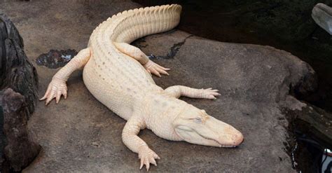 Watch This Albino Alligator Smile Like A Child At Her Spa Day A Z Animals