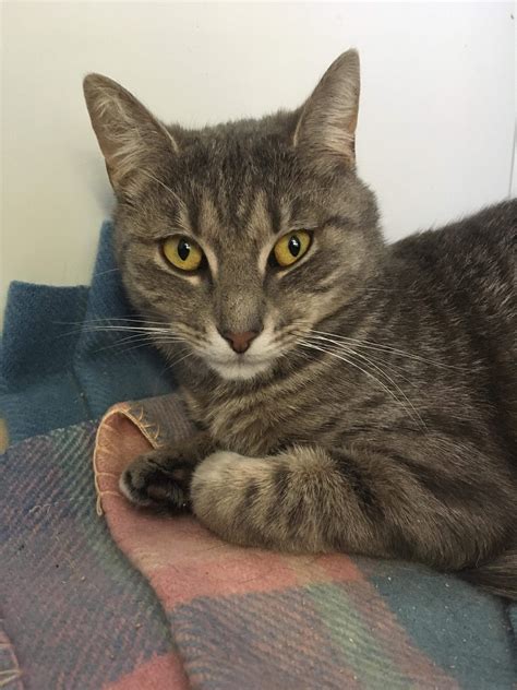 Bethany Id42644 Female Domestic Short Hair Cat In Vic Petrescue