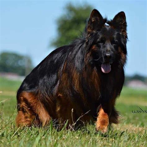 We breed to the world standard, adhering. Your Ultimate Guide To The Long Haired German Shepherd