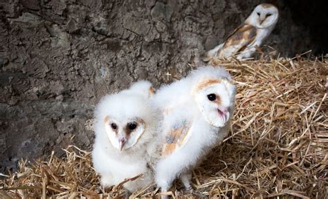 Barn owls eat small prey whole, including the fur, and later regurgitate the remains as pellets. Family Ties: Barn Owl Chicks Let Their Hungry Siblings Eat ...
