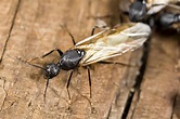 Ant Spotlight: Flying Ants · ExtermPRO