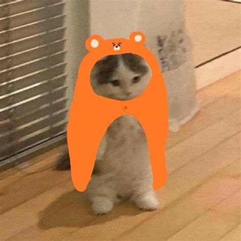 Himouto Cat Meme Anime Kitten Anime Cat Standing Cat
