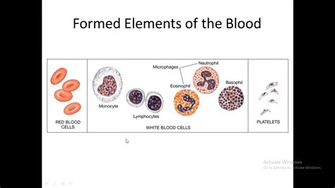 Fluid Connective Tissue Part 1 Youtube