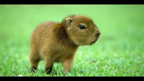 Top Cutest Baby Animals You Have Ever Seen Youtube