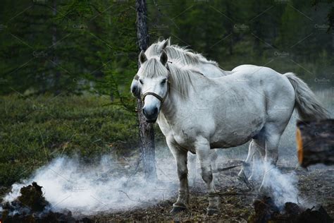 yakut horses high quality animal stock  creative market