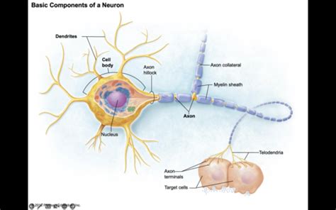 BCS CH 11 NERVOUS SYSTEM AND TISSUE Flashcards Quizlet