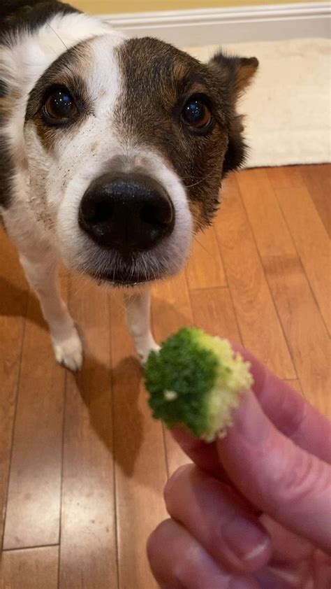We update our blogs regularly so follow our blog. Yes your dog can eat broccoli!! Video in 2020 | Human ...