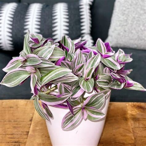 A Guide To Growing Tradescantia Garden Design