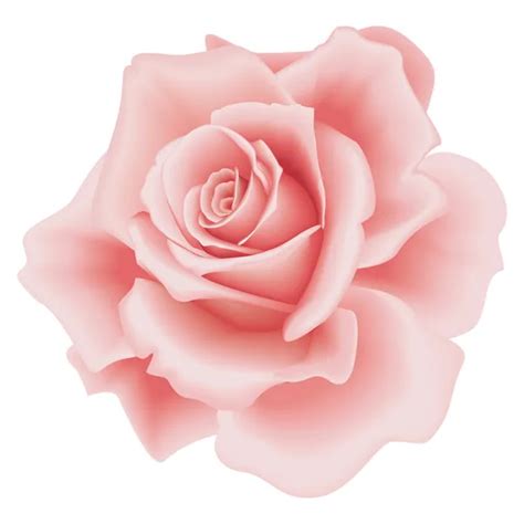 Pink Rose Vector Illustration — Stock Vector © Princessakris 9849571