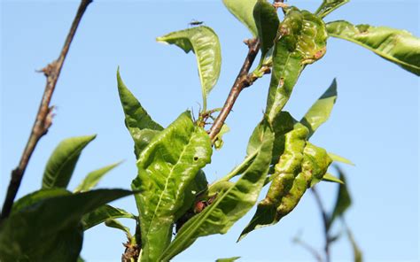 Lemon Tree Diseases Curled Leaves
