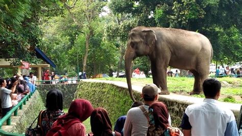 Kebun Binatang Ragunan Taman Margasatwa Tempat Wisata Favorit Keluarga