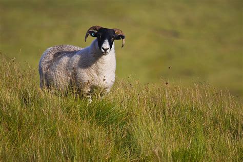 Scottish Blackface Sheep On Green Field Photograph By Gabor Pozsgai