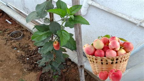 गमले में सेब कैसे उगाये सेब का पेड़ सेब का पौधा सेब प्लांट किचन गार्डेन में सेब का पेड़