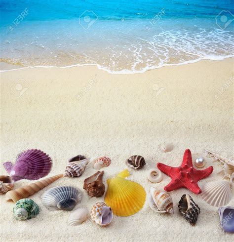 Pin by LindyLeeTreasures.etsy.com on She Sells Sea Shells at the Sea Shore | She sells seashells 