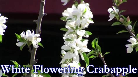 White Flowering Crabapple Tree Youtube