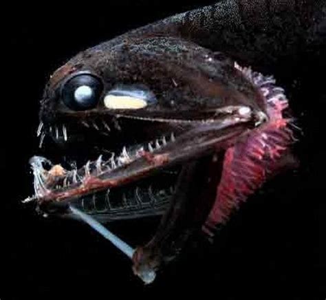 Unusual And Terrifying Animals From The Deepest Ocean Depths 19 Pics