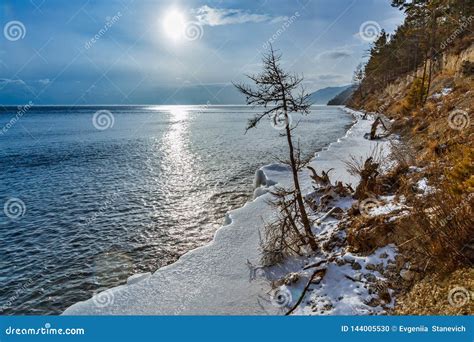 A Tree On The Shore Of Baikal Lake In Winter Stock Photo Image Of
